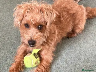 Jackapoo dogs Miniature poodle / jackapoo cross breed puppy - Advert 2