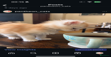 Maine Coon cats - Advert 1