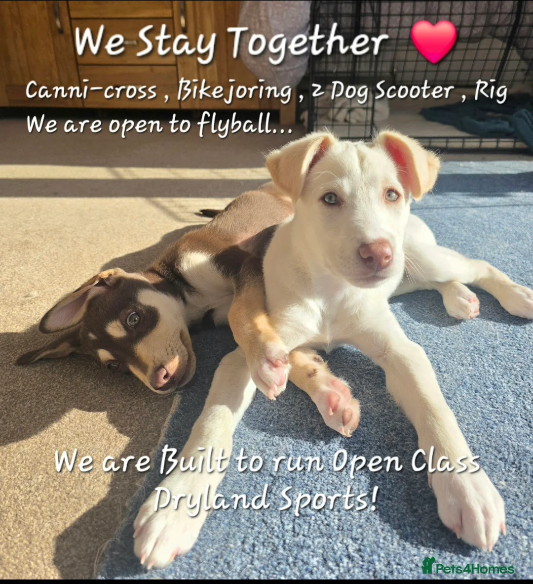 Mixed Breed dogs for sale: EUROHOUND / SIBERIAN HUSKY CROSS PUPPIES - Advert 36