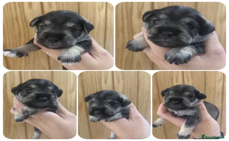 Miniature Schnauzer dogs - Advert 2