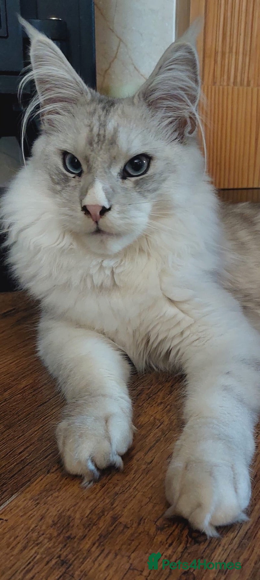 Maine Coon cats Maine coon boy 8 months BLUE EYED - Advert 4