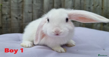 Mini Lop rabbits - Advert 11