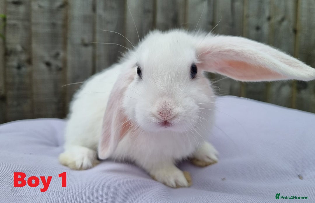 Mini Lop rabbits for sale: Gorgeous Mini Lop X French Bunnies Ready to Go! - Image 8