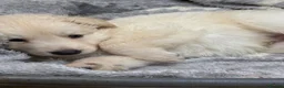 German Shepherd dogs for sale: Beautiful shepherd pups - Advert 5
