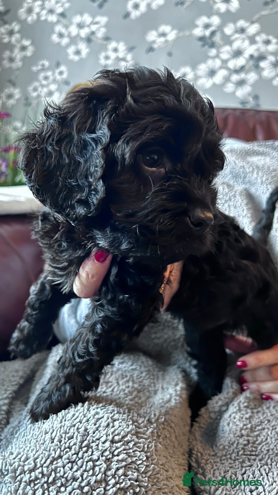 Cavapoo dogs Beautiful Cavapoo Puppies - Advert 2