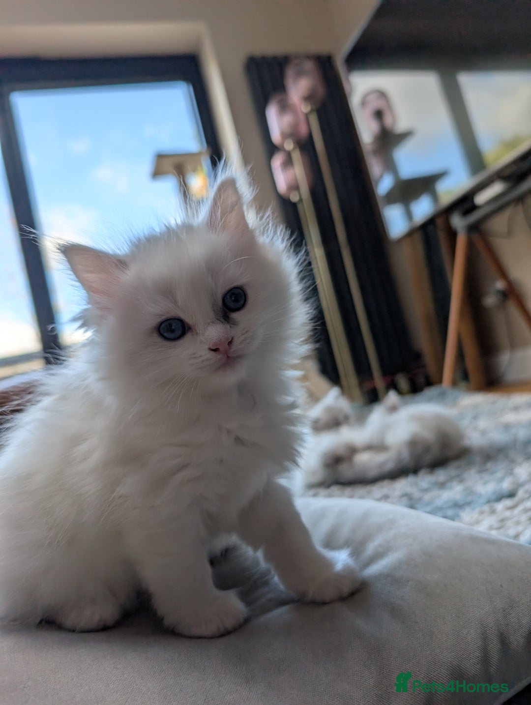 Ragdoll cats for sale: Gorgeous Ragdoll Kittens  - Advert 2