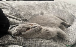 British Shorthair cats for sale: British short hair  in Heckmondwike - Image 4