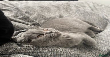 British Shorthair cats in Heckmondwike - Advert 6