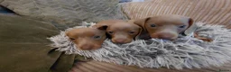 Dachshund dogs for sale: KC Registered Isabella & Tan Dachshund Puppies - Advert 6