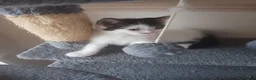 Ragdoll cats for sale: CUTE SOLID RAGDOLL KITTENS  - Advert 10