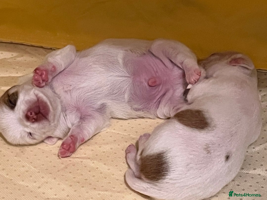 Chihuahua dogs for sale: 1 male chihuahua  - Advert 1