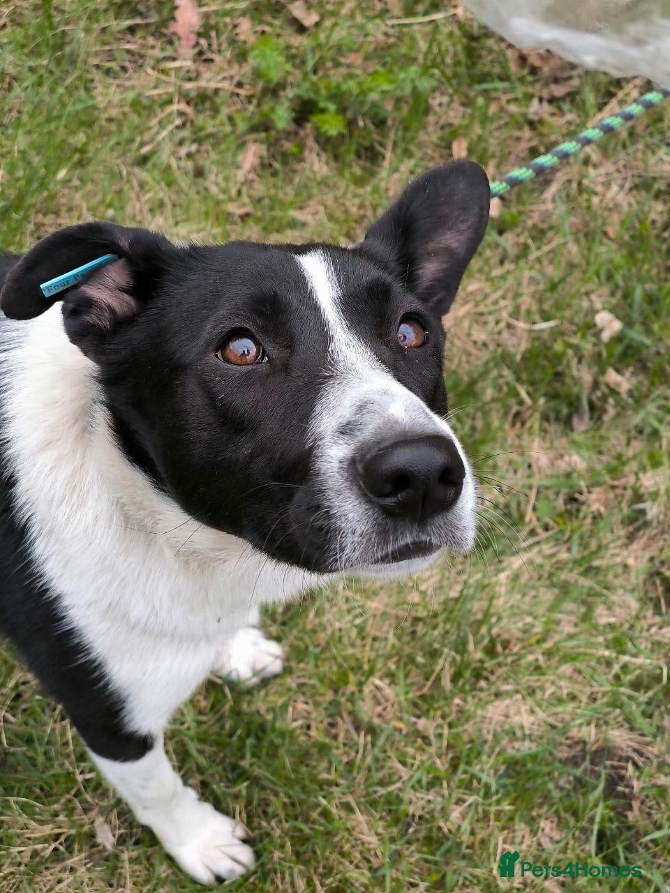 Mixed Breed dogs ❤️🐶 RIABA – THE COMPANION EVERY FAMILY DREAMS OF - Advert 11
