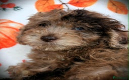 Cockapoo dogs for sale: Ready to go 10 October tiny toy cockapoos  - Image 12