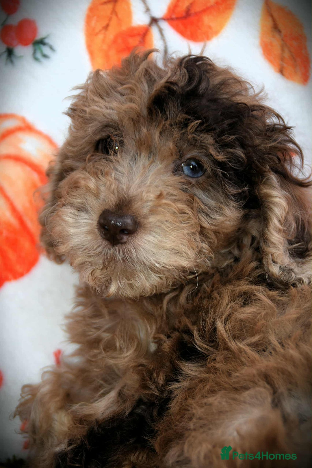 Cockapoo dogs for sale: Ready to go 10 October tiny toy cockapoos  - Image 12