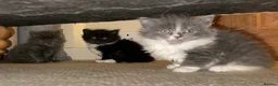 Ragdoll cats for sale: Rag doll x Russian Blue  - Advert 7
