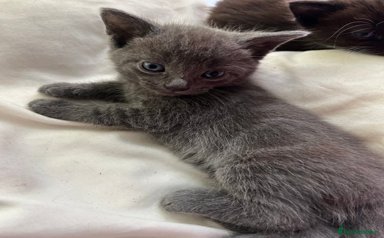Mixed Breed cats - Advert 15