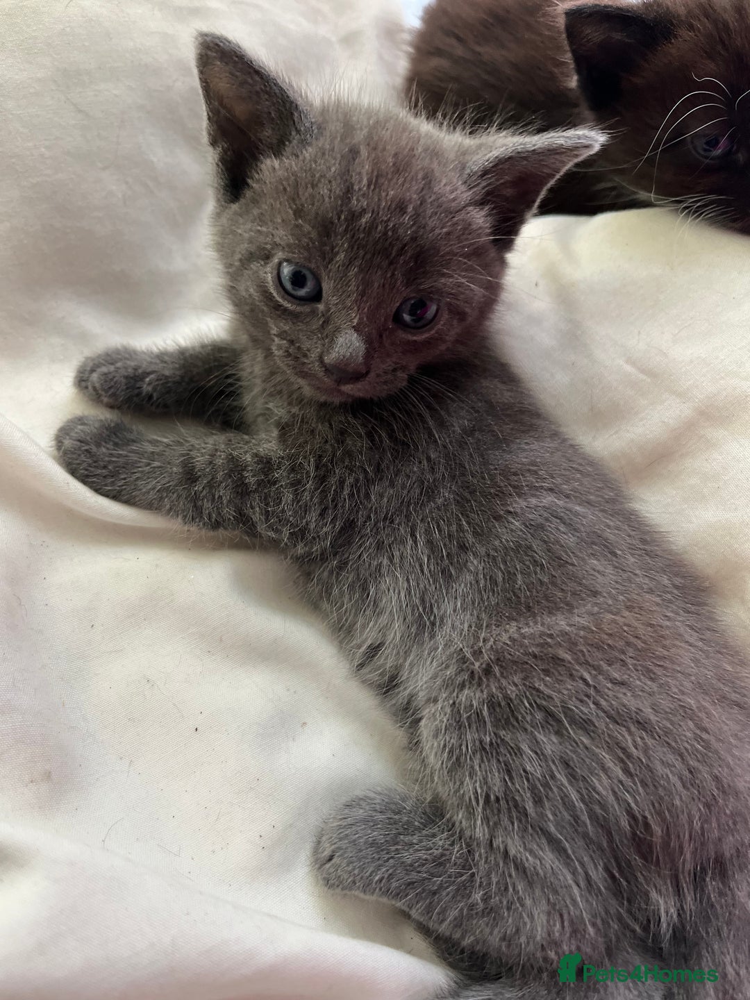Mixed Breed cats for sale: 3 baby boys looking for their new homes , 4 weeks  - Image 1