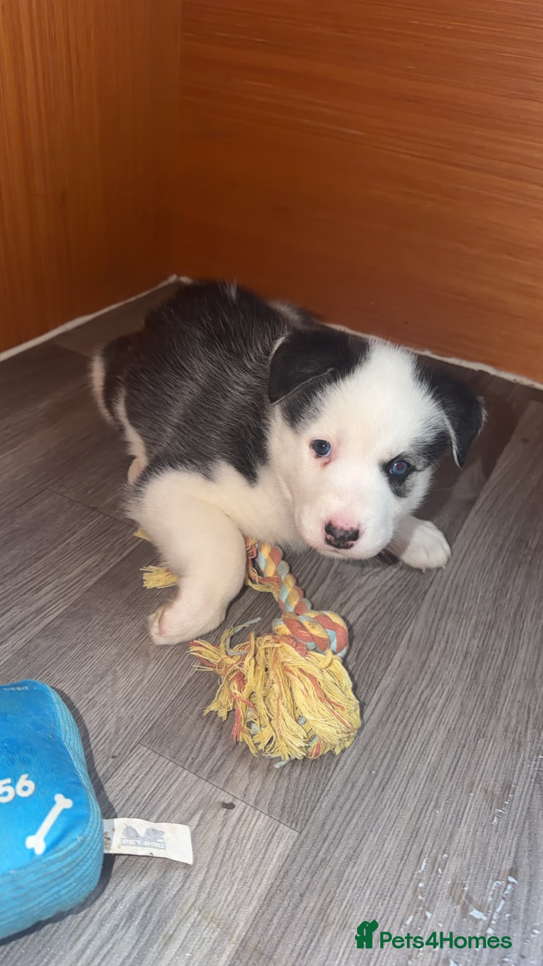 Siberian Husky dogs for sale: Husky Puppies – Ready 22/12/25 🐾  - Advert 17