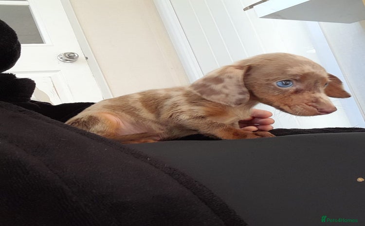 Miniature Dachshund dogs - Advert 1