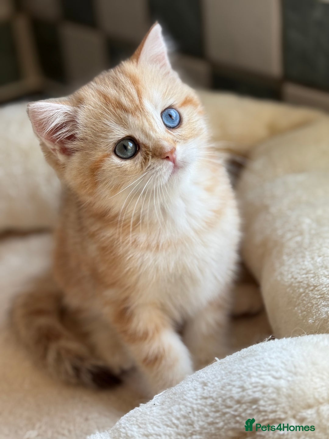 British Shorthair cats for sale: GCCF reg BSH Chocolate and Black Golden Kittens in London - Image 31
