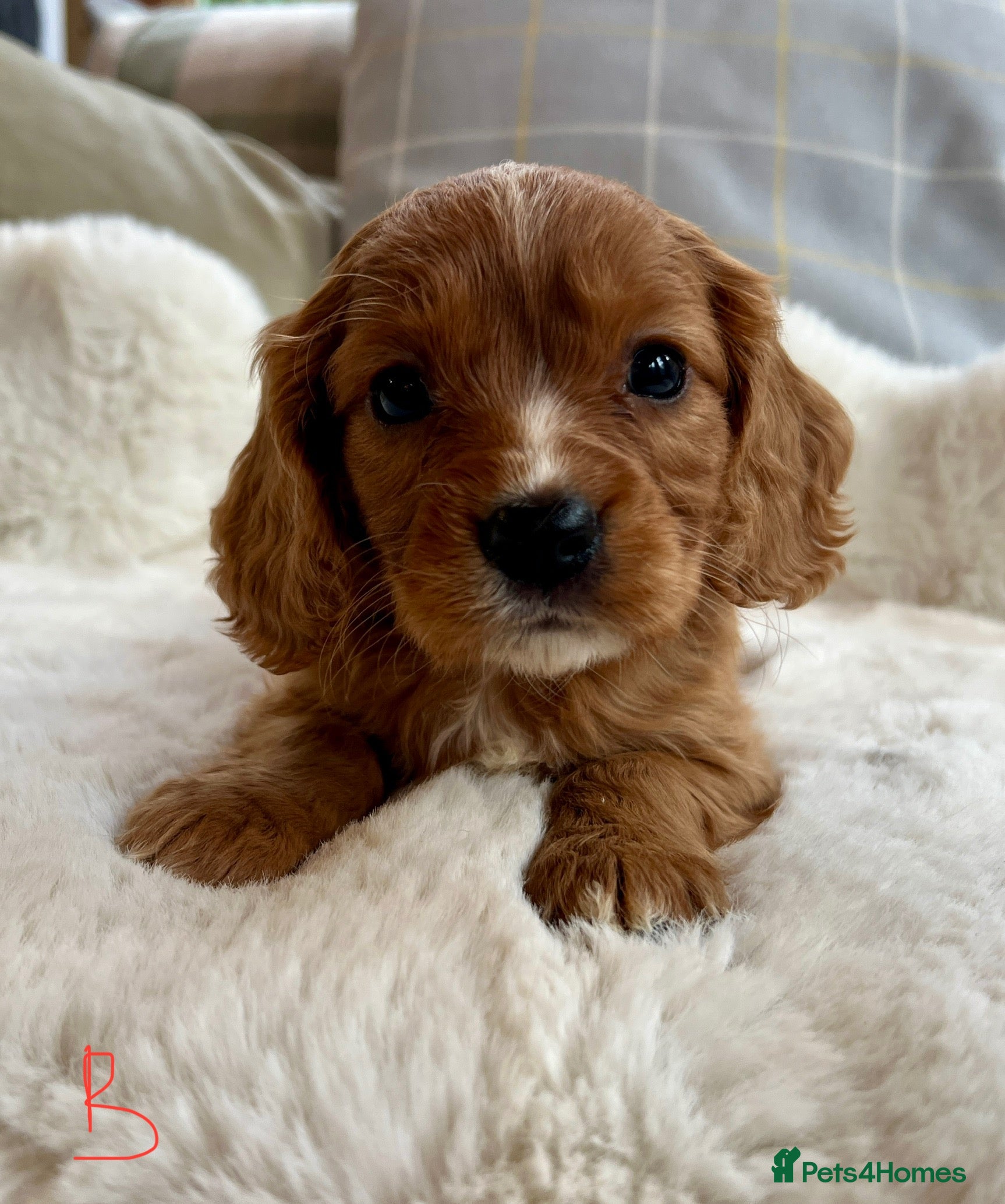 Cockalier dogs Stunning little Cockaliers - Advert 4