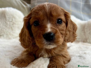 Cockalier dogs Stunning little Cockaliers - Advert 2