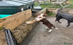 Mixed Breed dogs for sale: Mixed Breed Pup  - Image 6