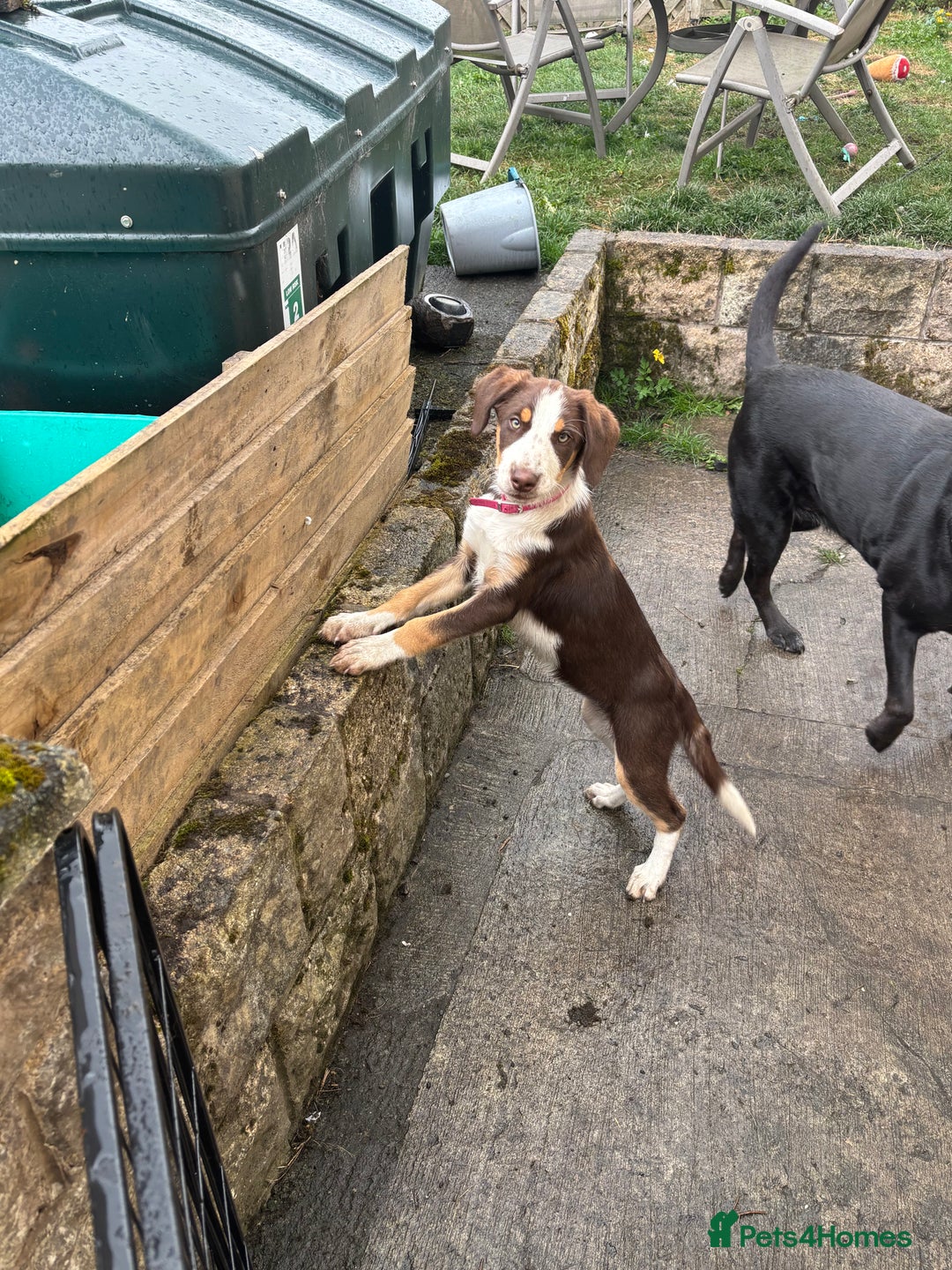 Mixed Breed dogs for sale: Mixed Breed Pup  - Image 6
