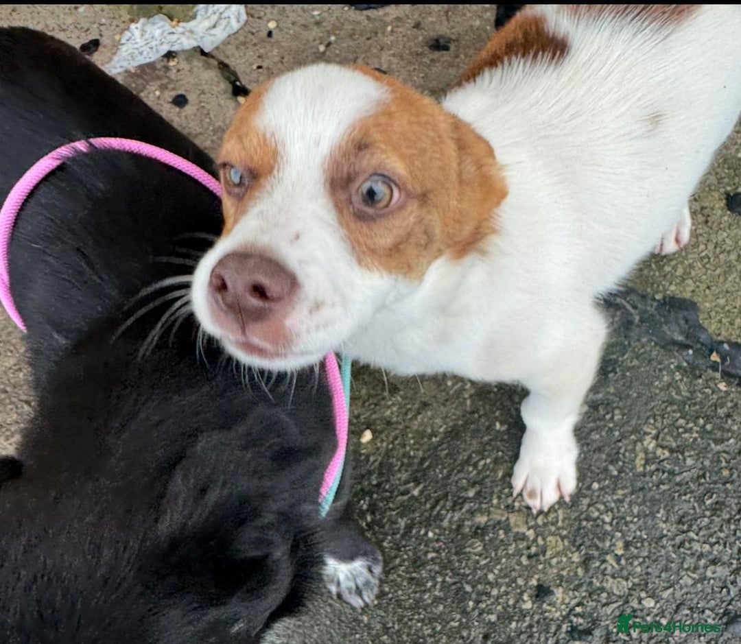 Mixed Breed dogs for adoption: 💕 Weetabix 💕 - Advert 6