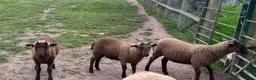 Sheep livestock for sale: 3 Manx Loaghtan Lambs - 2 Wethers 1 Ewe - Advert 2
