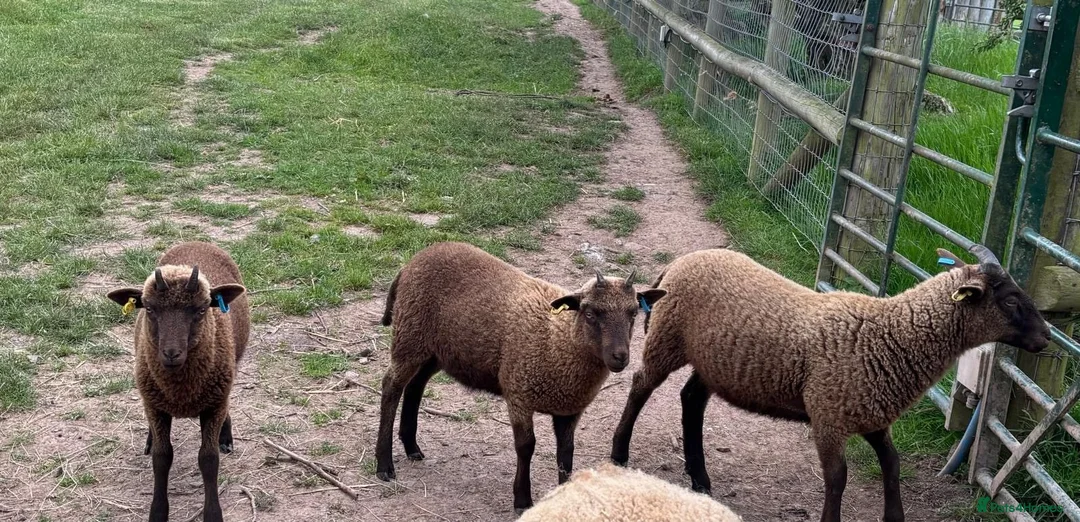 Sheep livestock for sale: 3 Manx Loaghtan Lambs - 2 Wethers 1 Ewe - Advert 2