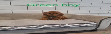 Cavapoochon 1