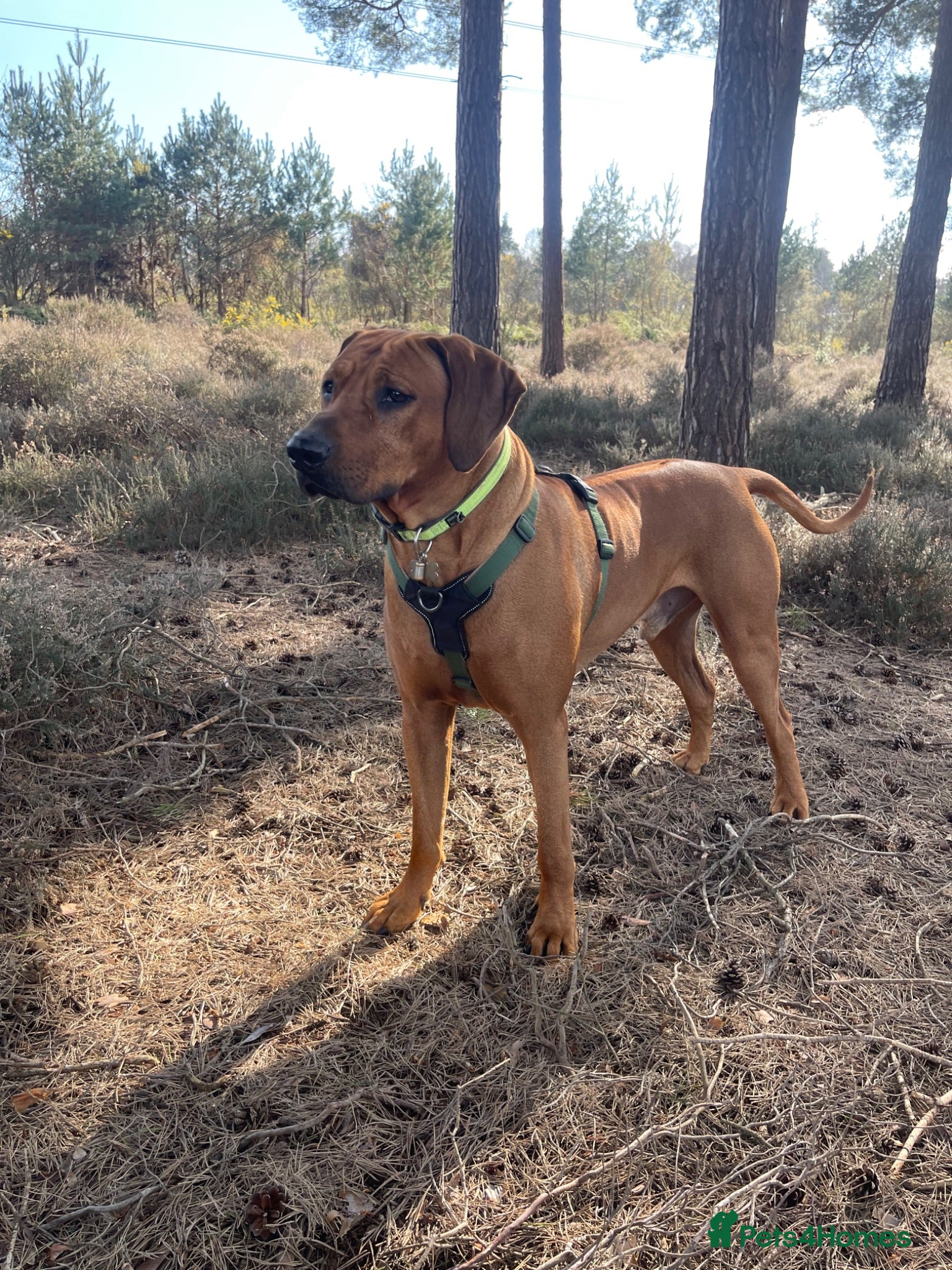 Rhodesian Ridgeback dogs Beautiful Rhodesian Ridgeback to Stud  - Advert 10