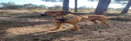 Rhodesian Ridgeback dogs for stud: Beautiful Rhodesian Ridgeback to Stud  in Lightwater - Advert 1