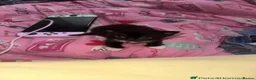 British Shorthair cats for sale: READY TO LEAVE KITTENS - Advert 10