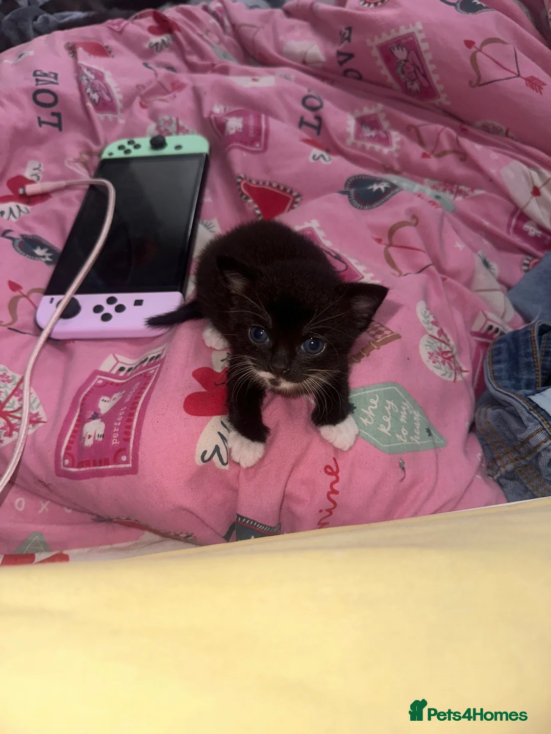 British Shorthair cats for sale: READY TO LEAVE KITTENS - Advert 10