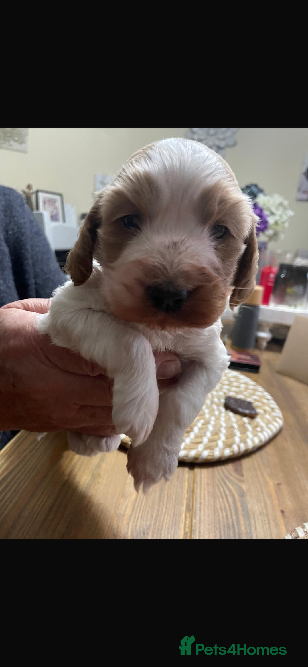 Cockapoo dogs for sale: Cockerpoo apricot and cream  - Advert 3