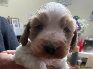 Cockapoo dogs Cockerpoo apricot and cream - Advert 16