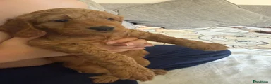 Labradoodle 1