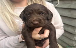 Labradoodle dogs for sale: Labradoodle puppy’s - Image 2