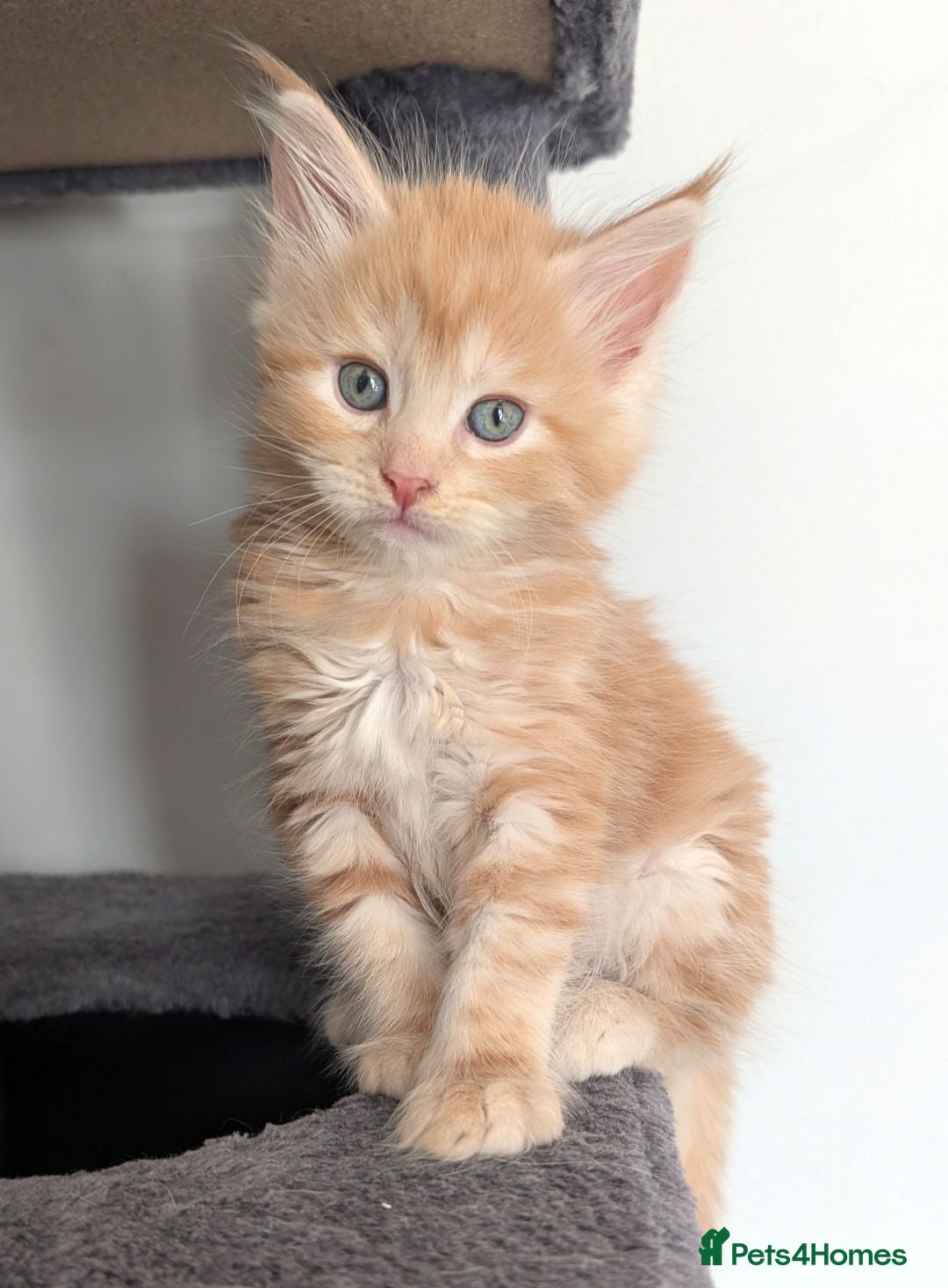 Maine Coon cats Maine Coon Kittens  - Advert 2