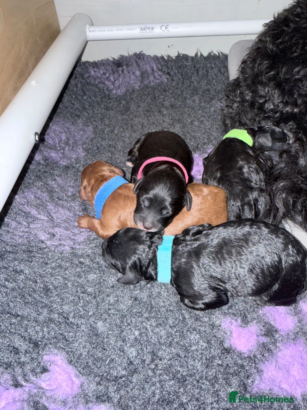 Cavapoo dogs for sale: Last litter for Daisy over her f1b cavapoo pups - Advert 5