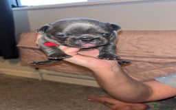 French Bulldog dogs for sale: French bulldog puppies  - Image 10