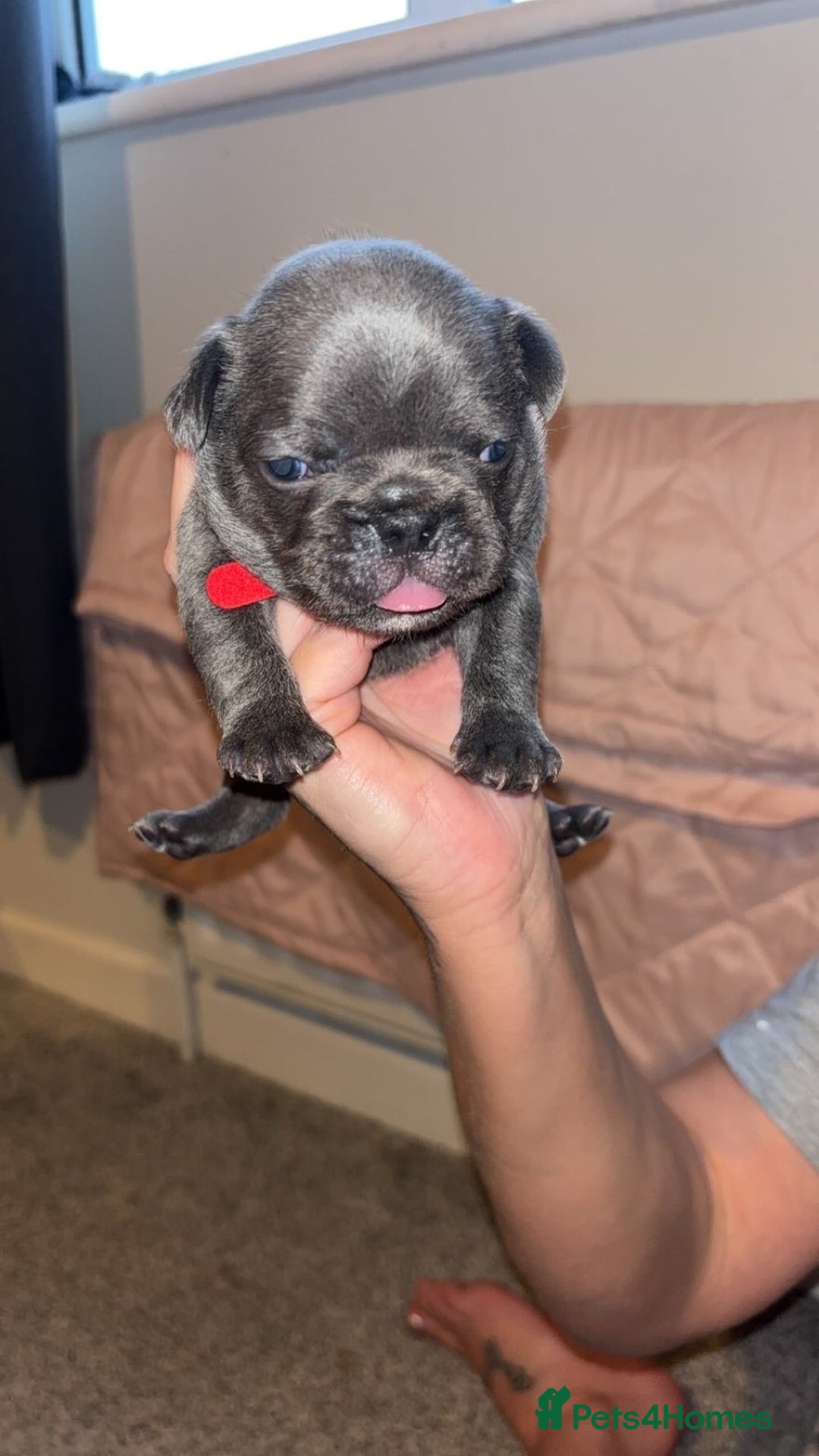 French Bulldog dogs for sale: French bulldog puppies  - Image 10