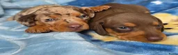 Miniature Dachshund dogs for sale: Mini dachshund girl in Tonbridge - Advert 4