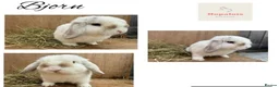 Mini Lop rabbits for sale: Pure mini lops - Advert 2