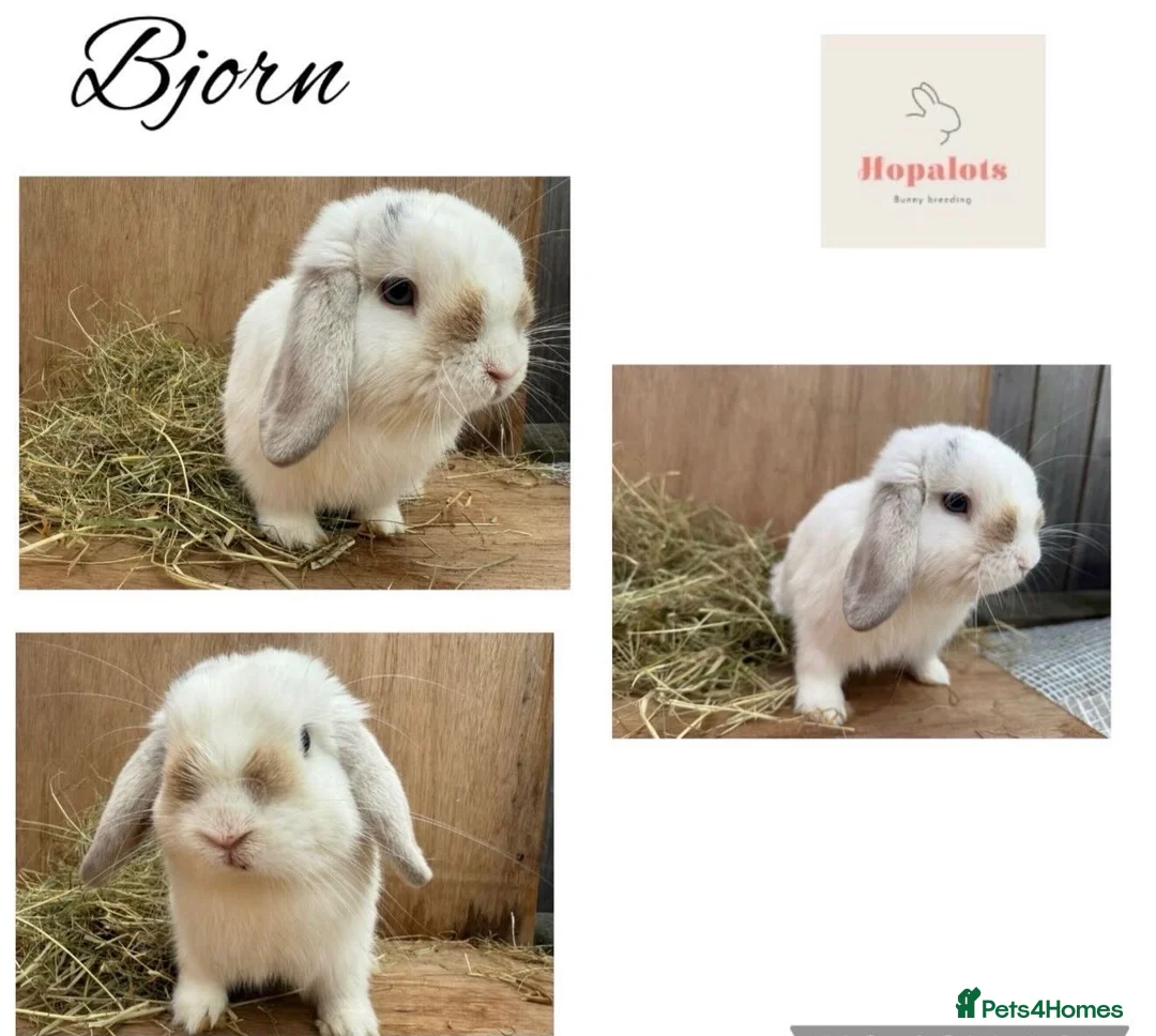 Mini Lop rabbits for sale: Pure mini lops - Advert 2