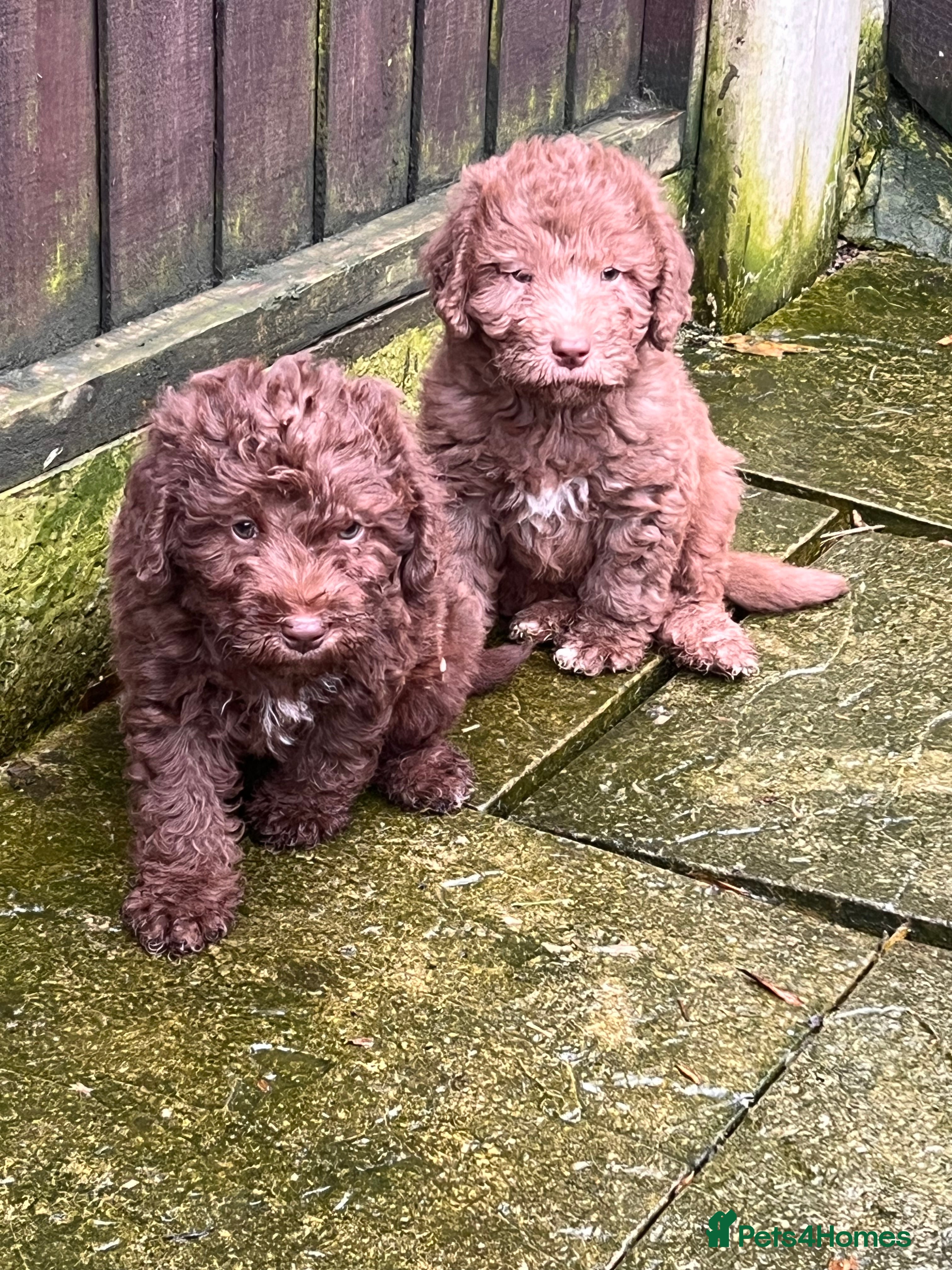 Bedlington Terrier dogs Bedlington terrier puppies ☺️ - Advert 3