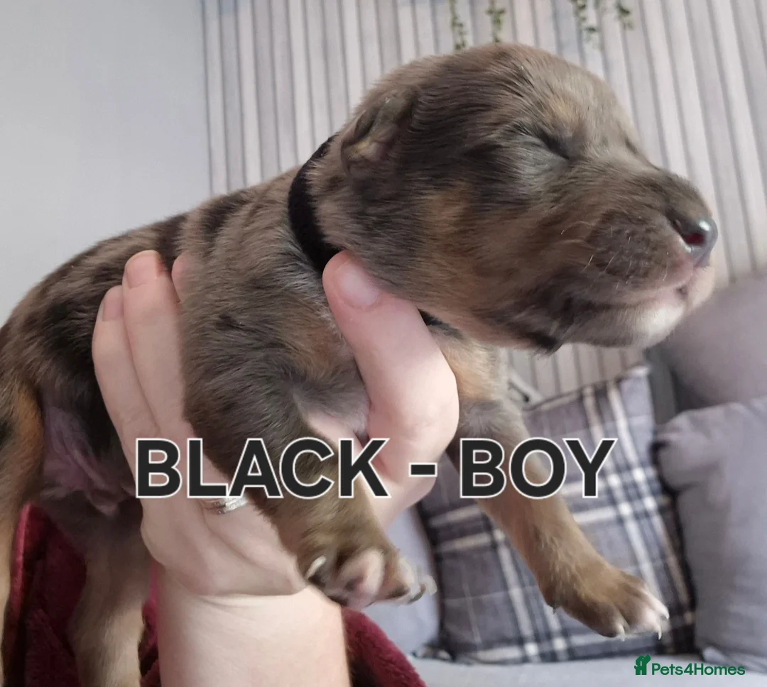 Mixed Breed dogs for sale: Kelpie x Collie Puppies - Advert 11