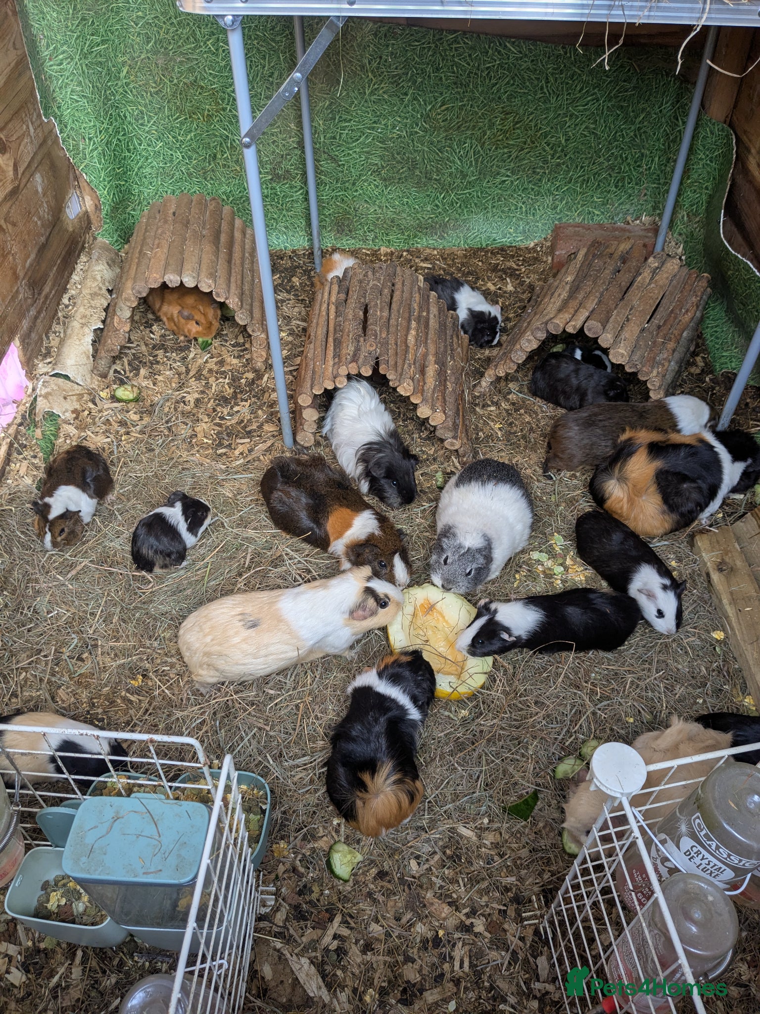 Guinea Pig rodents Girls for sale  - Advert 3